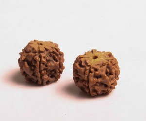 Seminte de rudraksha - 2 buc, cca 18mm, gaura 1mm